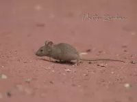 Huismuis [Mus musculus]